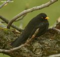 Turdus merula